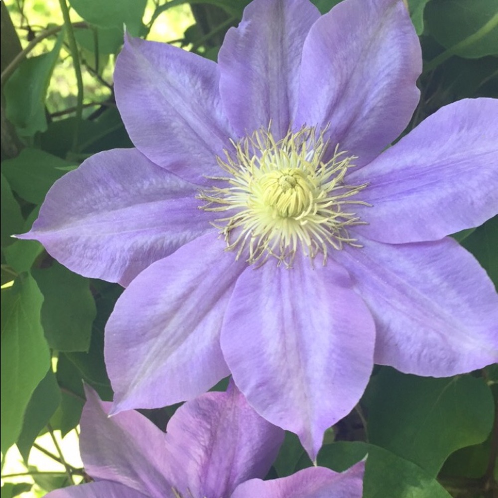 Meet your Posher, Becca